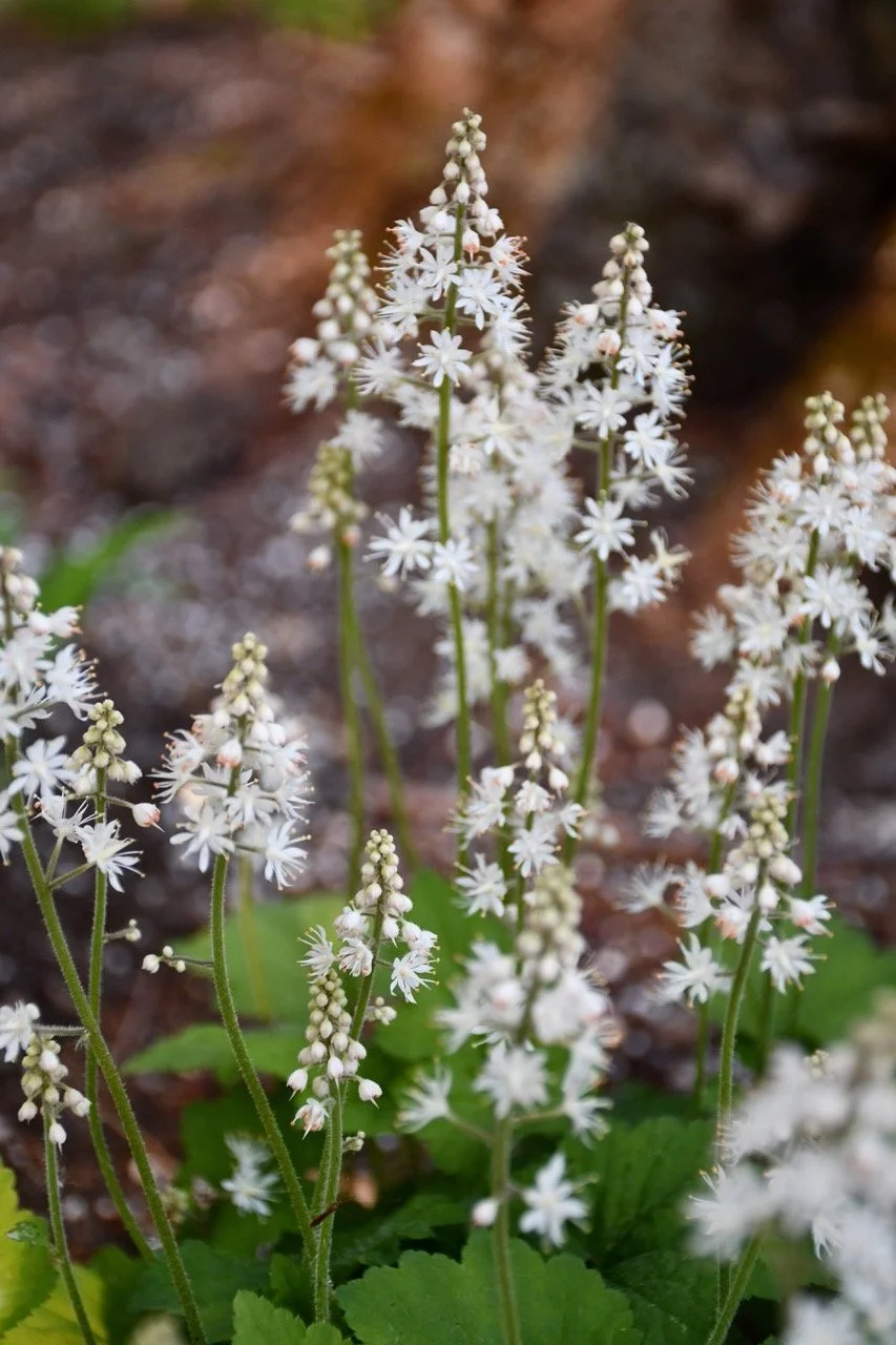 Foam flower (Tiarella cordifolia) — Wild Ginger Woodlands